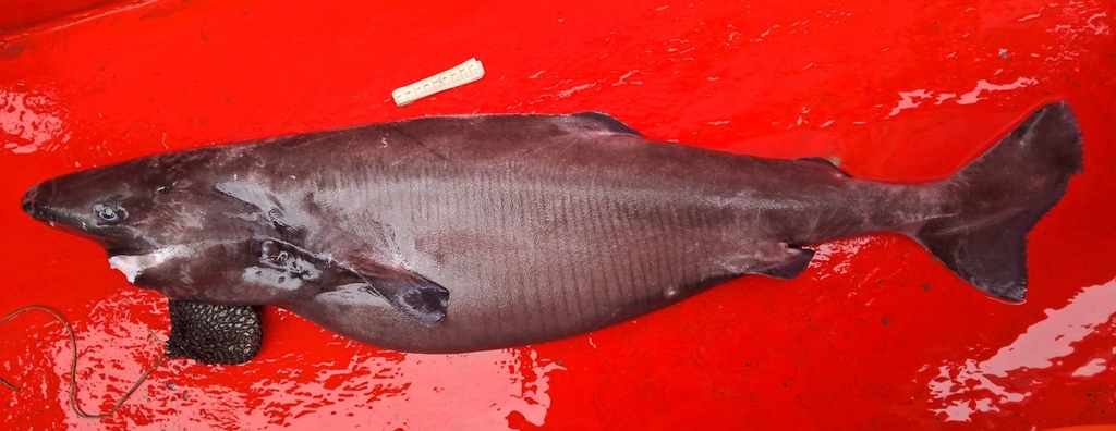 Southern Sleeper Shark