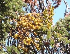 Phoradendron bolleanum