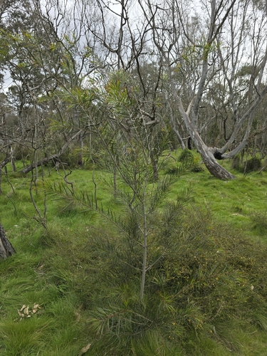 Image of Acacia floribunda by (c) Josh, some rights reserved (CC BY)