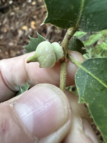 iNaturalist observation photo of Mushroom Gall Wasp