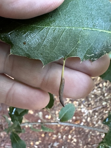 iNaturalist observation photo of Heteroecus