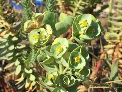 Euphorbia paralias