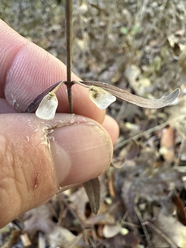 iNaturalist observation photo of Grayleaf Skullcap