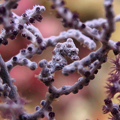 Hippocampus bargibanti