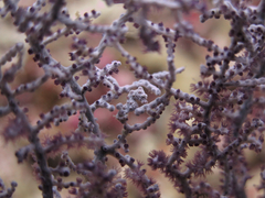Hippocampus bargibanti
