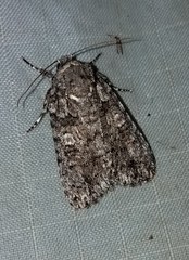 Acronicta afflicta