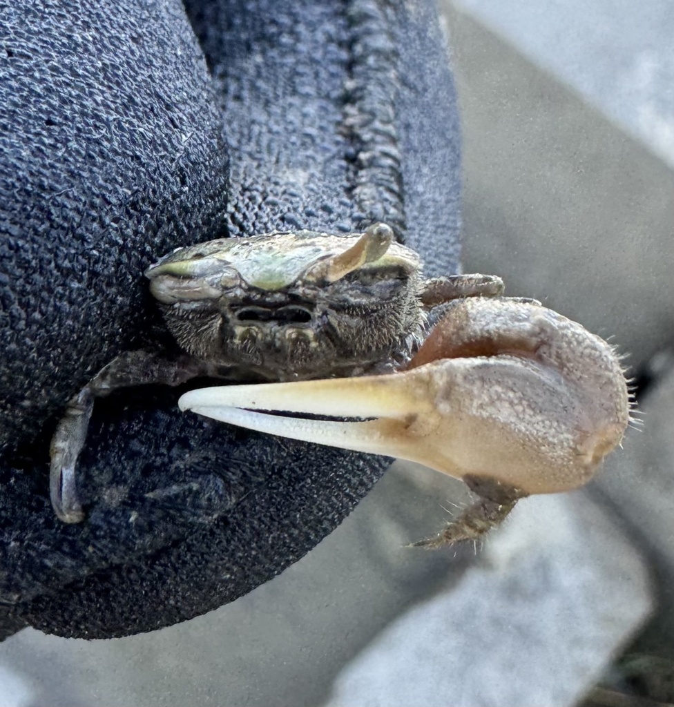 Spiny-wristed Fiddler Crab