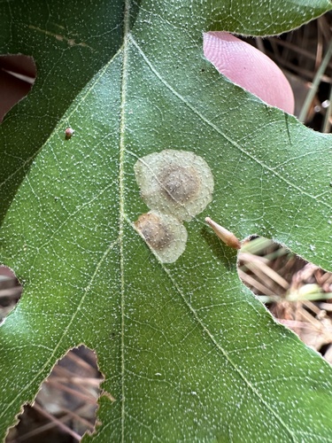 iNaturalist observation photo of Profenusa inspirata