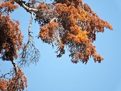 Phoradendron bolleanum