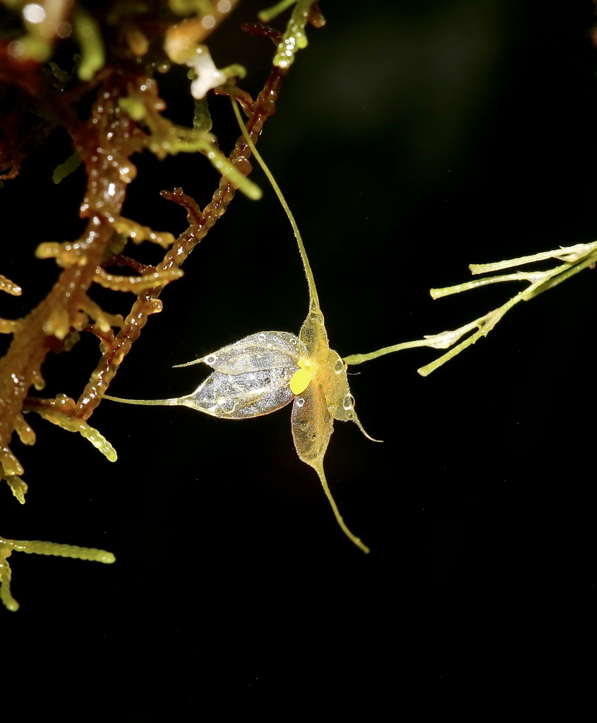 Platystele microglossa