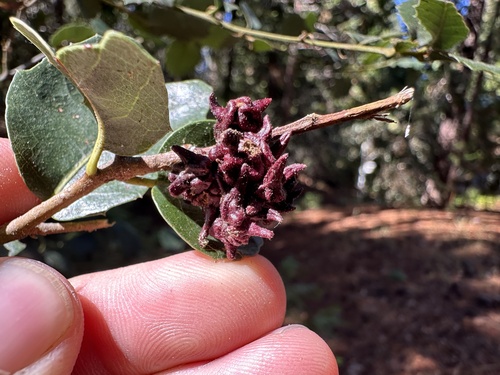 iNaturalist observation photo of Beaked Spindle Gall Wasp
