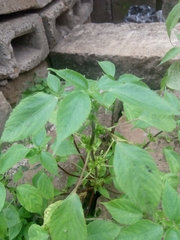 Acalypha indica