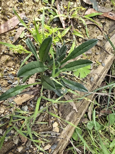Image of Hackelia suaveolens by (c) Josh, some rights reserved (CC BY)