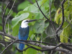 Todiramphus saurophagus