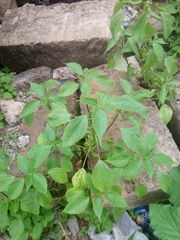 Acalypha indica