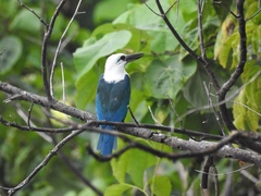 Todiramphus saurophagus