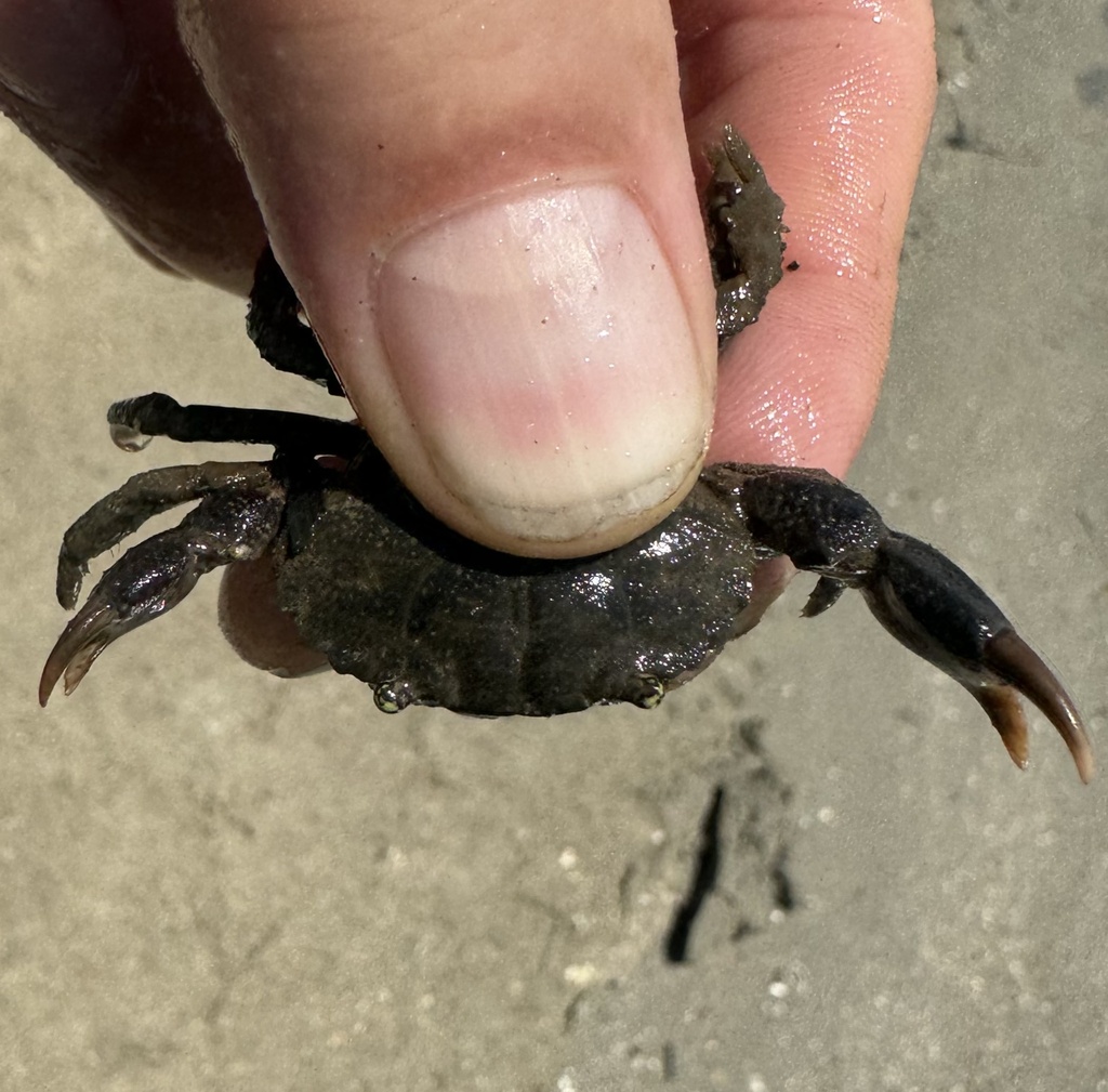oystershell mud crab
