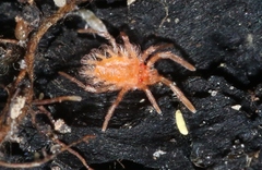 Chyzeria
