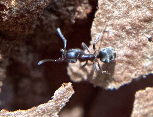iNaturalist observation photo of Ants
