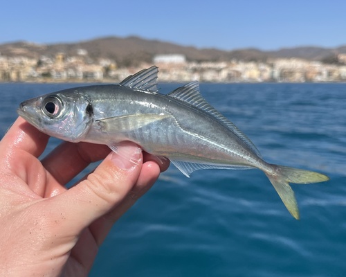 Atlantic Horse Mackerel