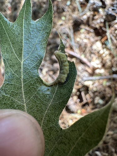 iNaturalist observation photo of Woolly Oak Aphids