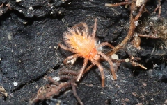 Chyzeria