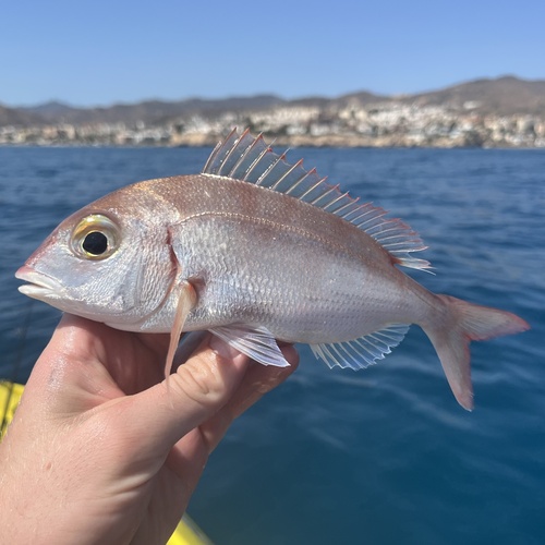 Photo of Common pandora (Pagellus erythrinus)