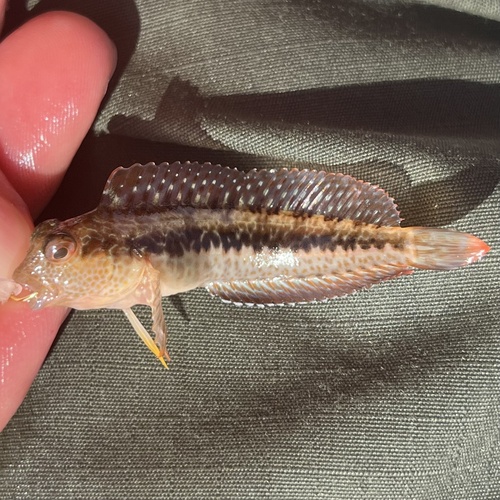 Ringneck blenny (Parablennius pilicornis) — Blenniidae — 3