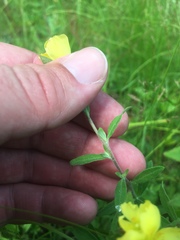 Crocanthemum canadense