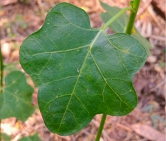 Solanum trilobatum