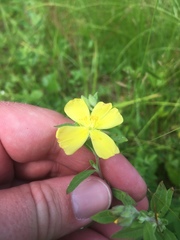 Crocanthemum canadense