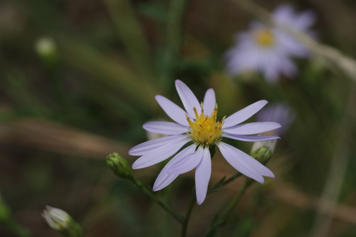 Symphyotrichum X schistosum
