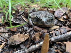 Rhinella marina