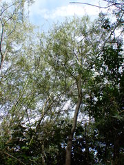 Salix exigua hindsiana