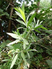 Salix exigua hindsiana