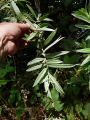 Salix exigua hindsiana