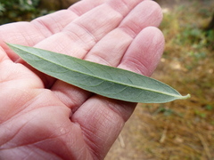 Salix exigua hindsiana