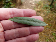 Salix exigua hindsiana