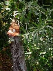 Salix exigua hindsiana