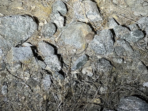 iNaturalist observation photo of Spiny Pocket Mouse