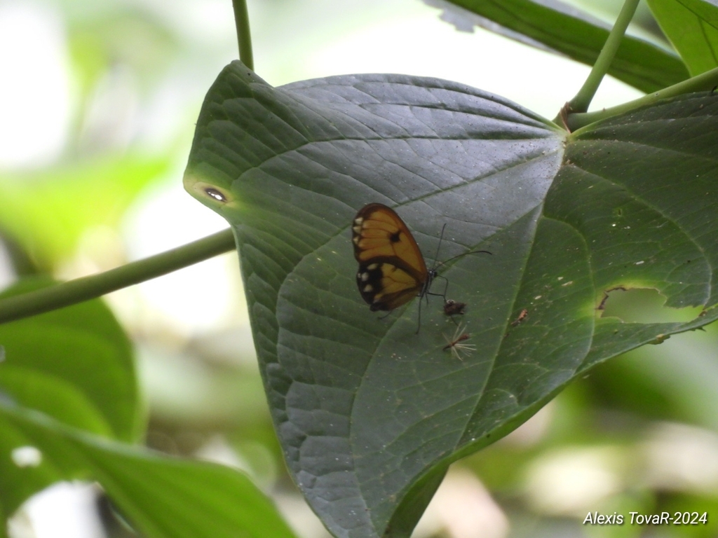 Velamysta cruxifera