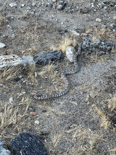 iNaturalist observation photo of Southwestern Speckled Rattlesnake