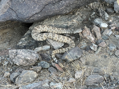 iNaturalist observation photo of Southwestern Speckled Rattlesnake