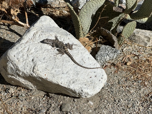 iNaturalist observation photo of Long-nosed Leopard Lizard