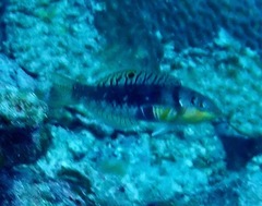 Halichoeres nebulosus