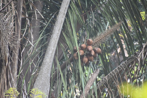 American oil palm