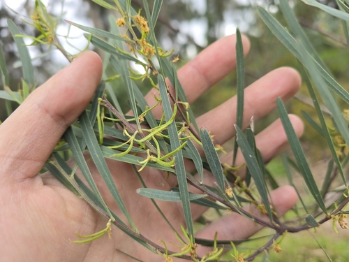 Image of Acacia stricta by (c) Josh, some rights reserved (CC BY)