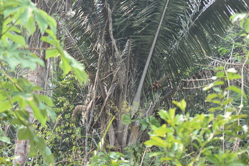 American oil palm