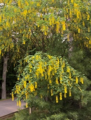 Laburnum anagyroides