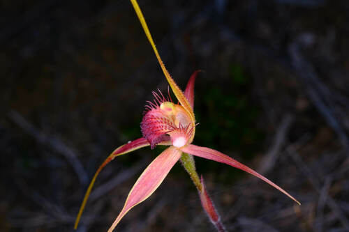 Image of Caladenia decora by (c) Peter Crowcroft, some rights reserved (CC BY)